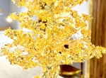 Chiêm ngưỡng Cây mai Đại Phúc mạ vàng 24k cao 300 cm