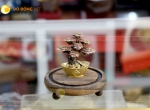 Chậu cây tùng làm quà tặng, chậu cây bonsai giá rẻ