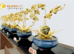 Chậu lan hồ điệp vàng 24k làm quà tặng sếp nữ 