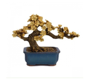 CÂY HOA MAI MẠ VÀNG CAO CẤP