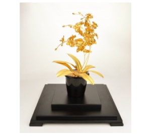 CHẬU LAN MẠ VÀNG GIÁ RẺ NHẤT HIỆN NAY